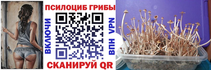 MEGA зеркало  Зеленоградск  Галлюциногенные грибы MAGIC MUSHROOMS 